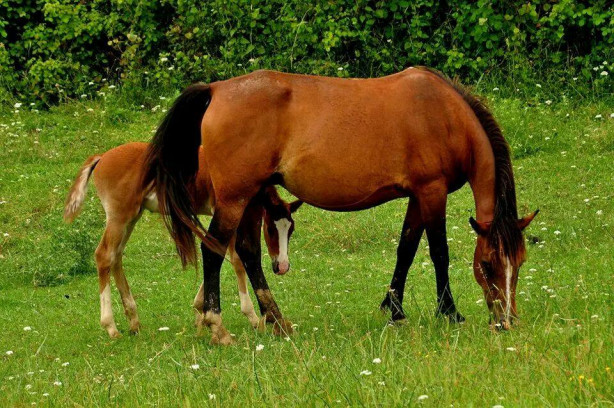 Foto - Karadeniz'de şirin bir şehir: Durağan