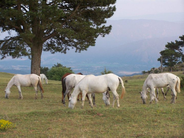 Foto - Karadeniz'de şirin bir şehir: Durağan