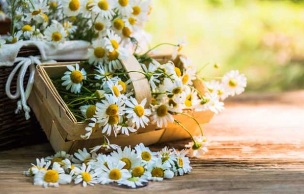 Foto - Sinüsleri temizleyen kür