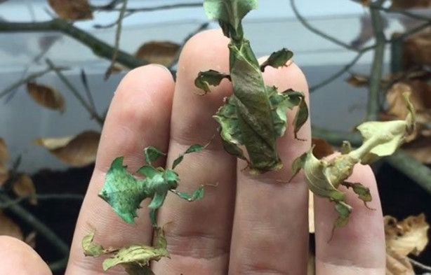 Foto - Sıra dışı adam! Canlı böcekleri yüzünde sergiliyor! 