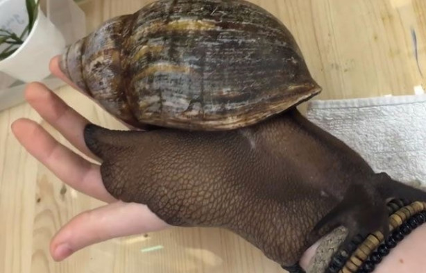 Foto - Sıra dışı adam! Canlı böcekleri yüzünde sergiliyor! 