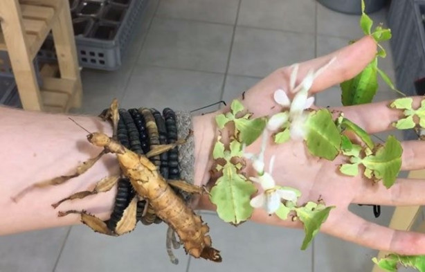 Sıra dışı adam! Canlı böcekleri yüzünde sergiliyor! 