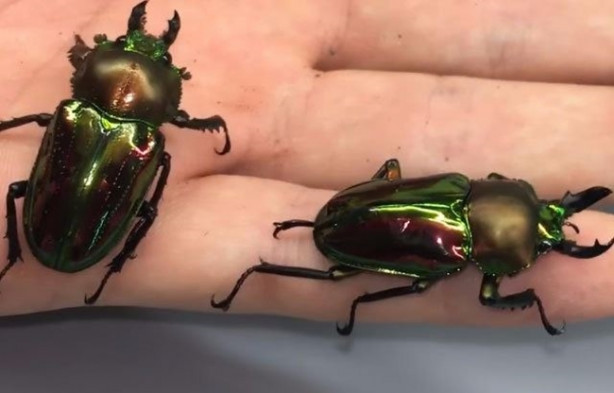 Foto - Sıra dışı adam! Canlı böcekleri yüzünde sergiliyor! 