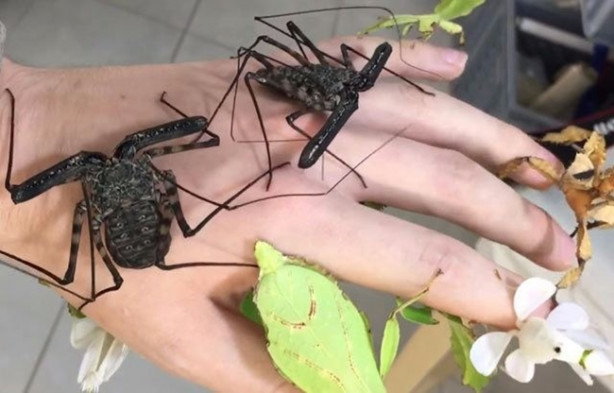 Foto - Sıra dışı adam! Canlı böcekleri yüzünde sergiliyor! 