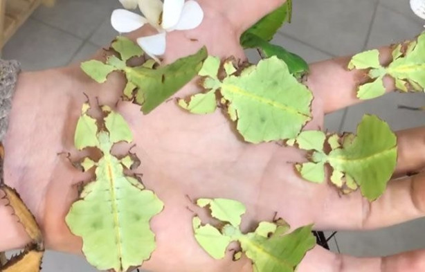 Foto - Sıra dışı adam! Canlı böcekleri yüzünde sergiliyor! 