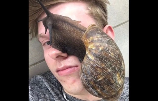 Foto - Sıra dışı adam! Canlı böcekleri yüzünde sergiliyor! 