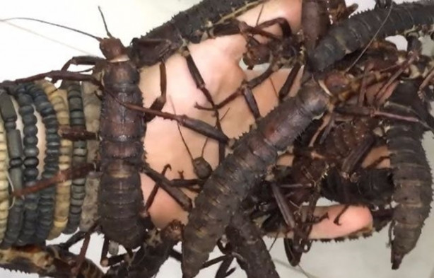 Foto - Sıra dışı adam! Canlı böcekleri yüzünde sergiliyor! 