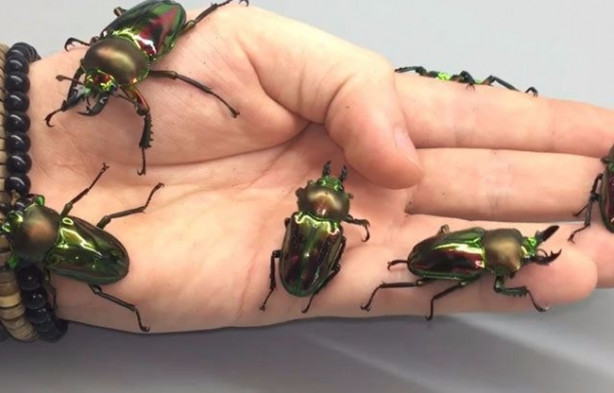 Foto - Sıra dışı adam! Canlı böcekleri yüzünde sergiliyor! 