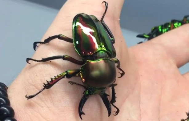 Foto - Sıra dışı adam! Canlı böcekleri yüzünde sergiliyor! 