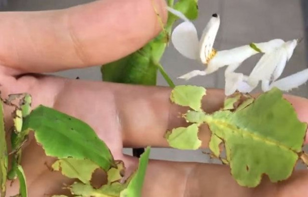 Foto - Sıra dışı adam! Canlı böcekleri yüzünde sergiliyor! 