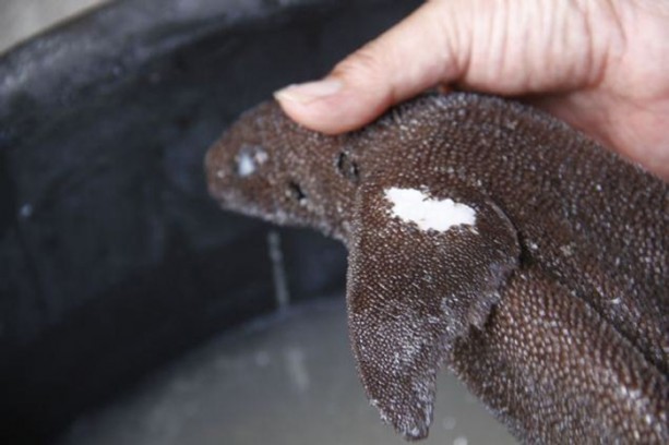 Foto - Sıra dışı balık görenleri şaşkına çevirdi!