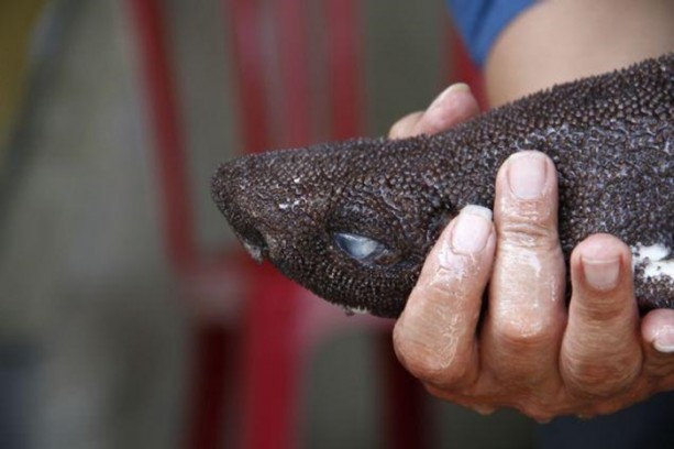  Sıra dışı balık görenleri şaşkına çevirdi!
