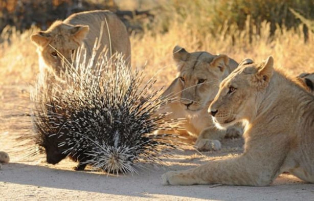 Foto - Sıra dışı bir av hikayesi