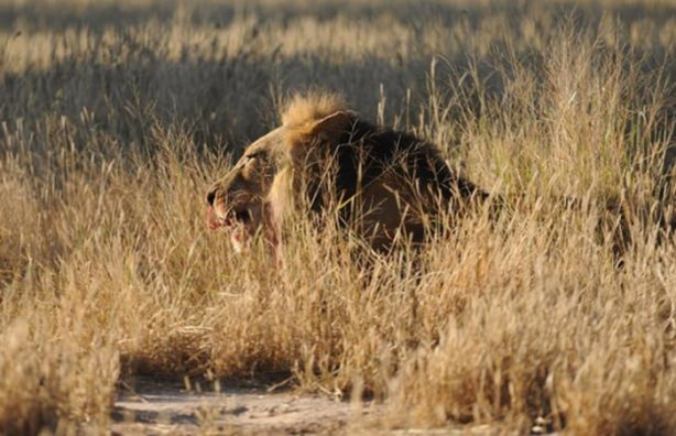 Foto - Sıra dışı bir av hikayesi