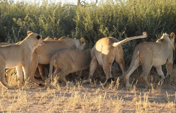 Foto - Sıra dışı bir av hikayesi