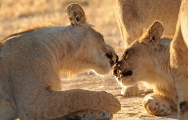 Foto - Sıra dışı bir av hikayesi