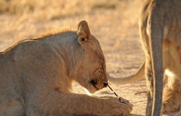 Foto - Sıra dışı bir av hikayesi