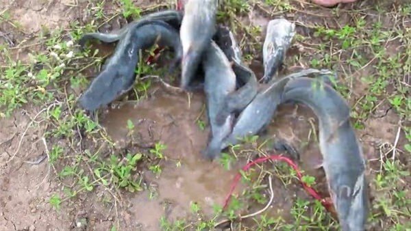 Foto - Sıra dışı bir balık avlama taktiği daha!