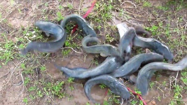 Foto - Sıra dışı bir balık avlama taktiği daha!