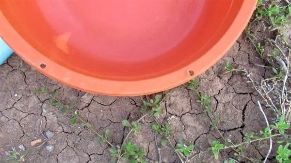 Foto - Sıra dışı bir balık avlama taktiği daha!