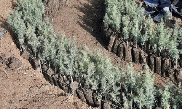 Foto - Sıra dışı bir çalışma! Bu yazı bakın neyle yazıldı