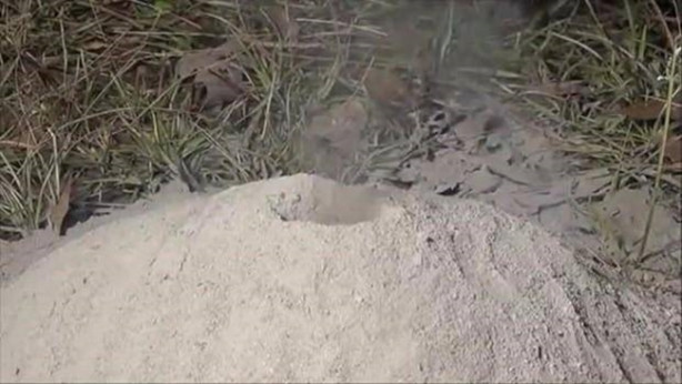 Foto - Sıra dışı bir deneye imza attılar!