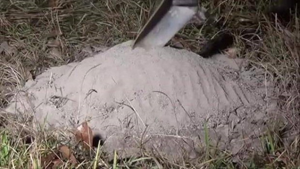 Foto - Sıra dışı bir deneye imza attılar!