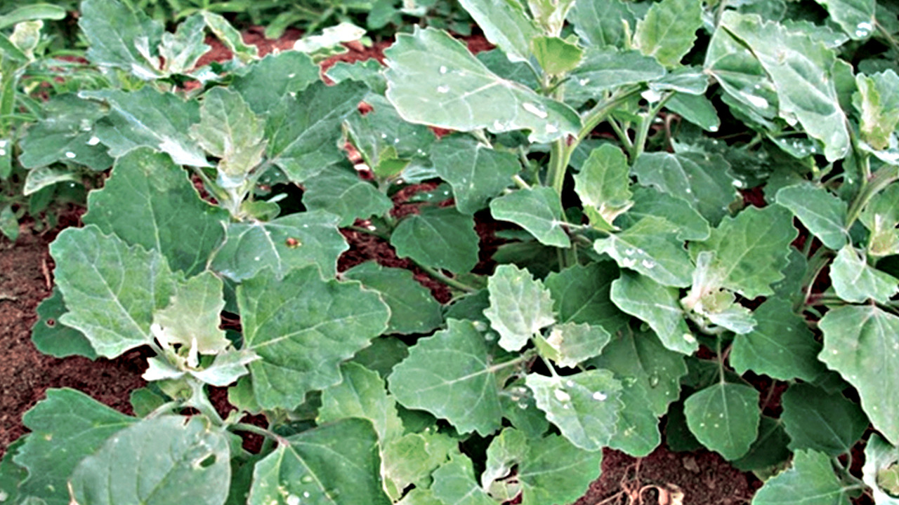 Sirken otu nedir? Ne işe yarar? 'Tellice otu' diyorlar! 