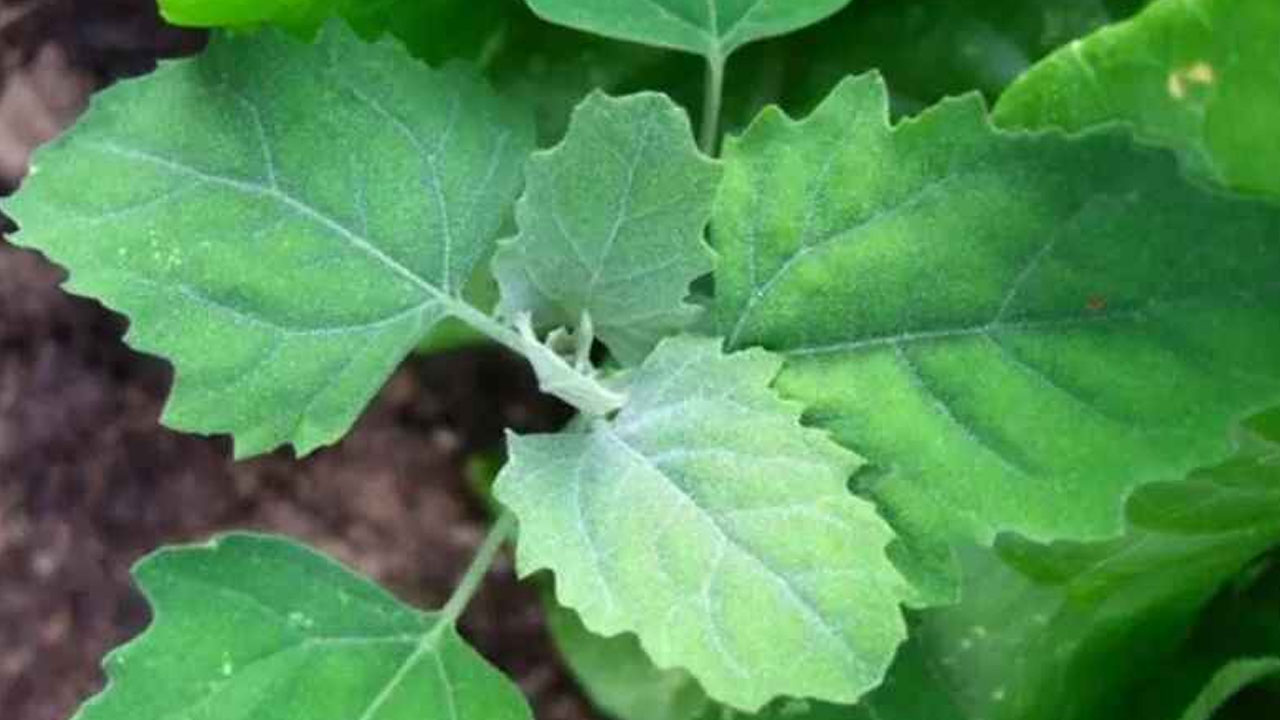Foto - Sirken otu nedir? Ne işe yarar? 'Tellice otu' diyorlar! 