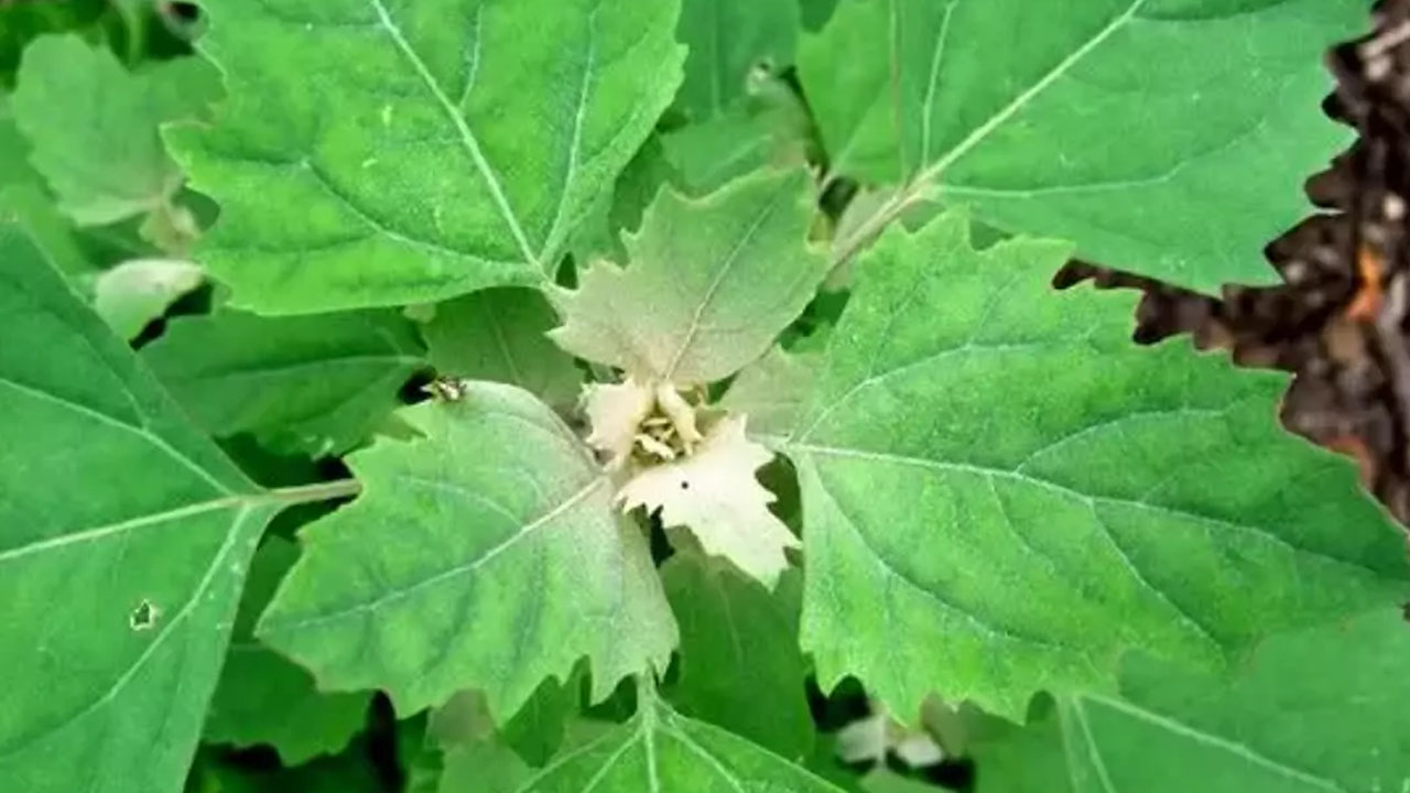 Foto - Sirken otu nedir? Ne işe yarar? 'Tellice otu' diyorlar! 