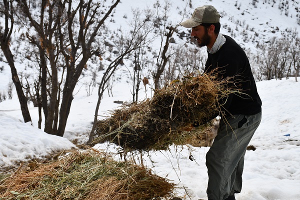Foto - Şırnaklı besicilerin zorlu mesaisi