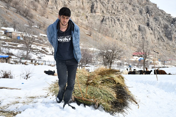 Foto - Şırnaklı besicilerin zorlu mesaisi