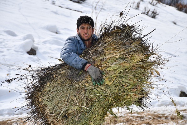 Foto - Şırnaklı besicilerin zorlu mesaisi