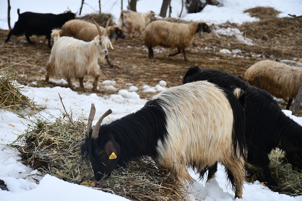 Foto - Şırnaklı besicilerin zorlu mesaisi