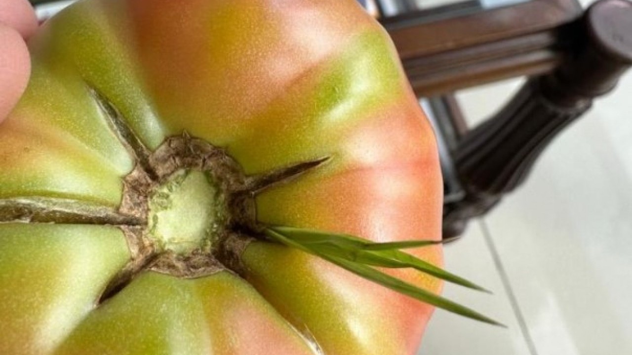 Foto - Şırnak’ta benzeri görülmemiş olay! Bakın domatesin içinden ne çıktı