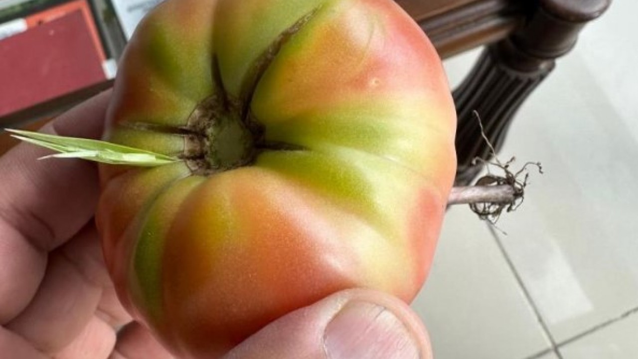 Foto - Şırnak’ta benzeri görülmemiş olay! Bakın domatesin içinden ne çıktı