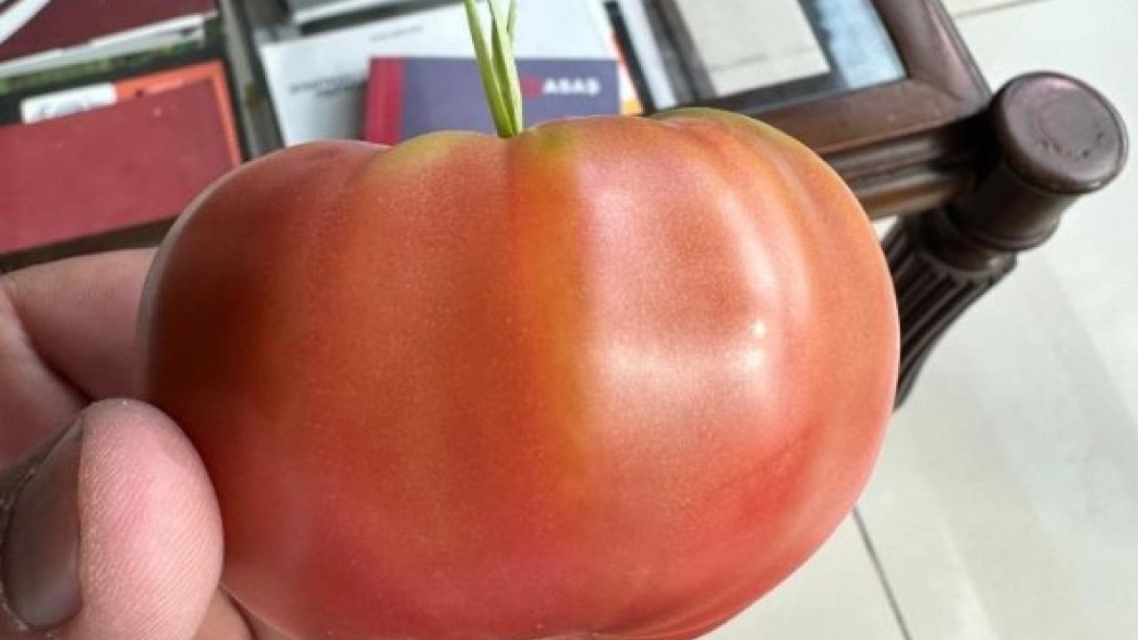Foto - Şırnak’ta benzeri görülmemiş olay! Bakın domatesin içinden ne çıktı