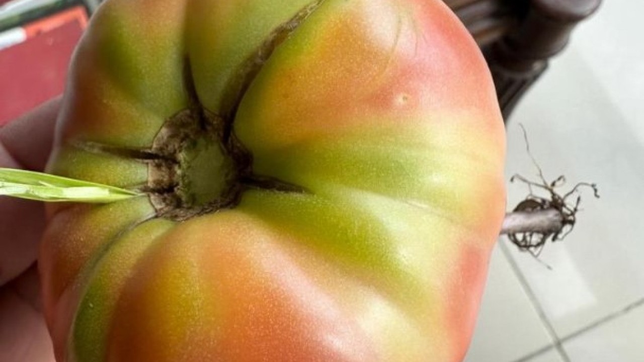 Şırnak’ta benzeri görülmemiş olay! Bakın domatesin içinden ne çıktı