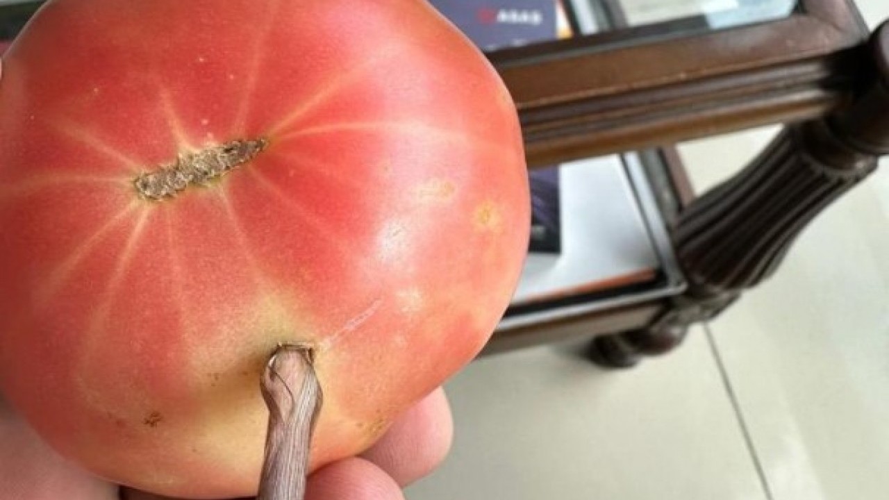 Foto - Şırnak’ta benzeri görülmemiş olay! Bakın domatesin içinden ne çıktı