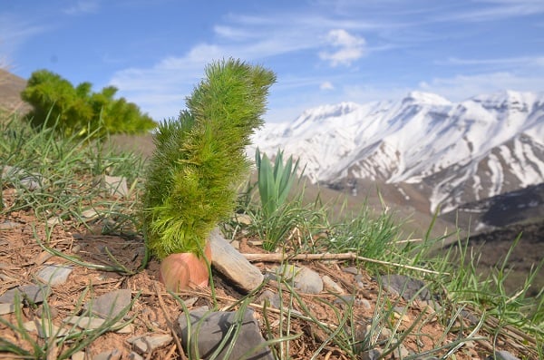 Foto - Şırnak'ta mesai başladı! Bakın bu ot ne için toplanıyor