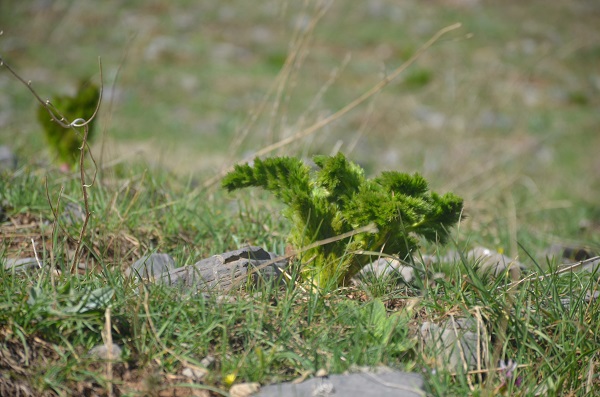 Foto - Şırnak'ta mesai başladı! Bakın bu ot ne için toplanıyor