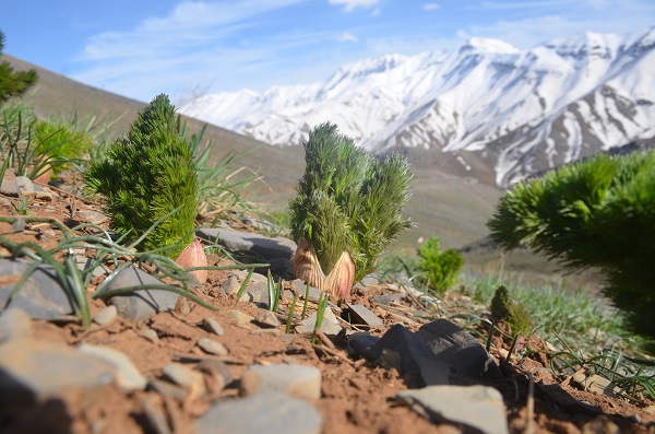 Foto - Şırnak'ta mesai başladı! Bakın bu ot ne için toplanıyor