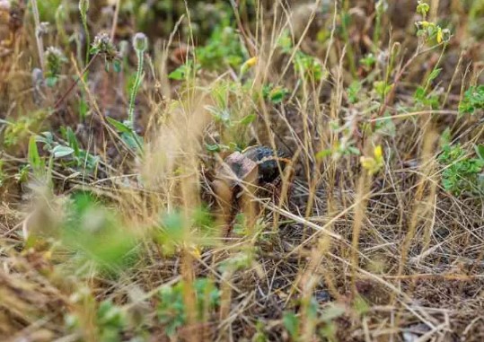 Foto - Şırnakta ortaya çıktı! Hemen incelemeye alındı