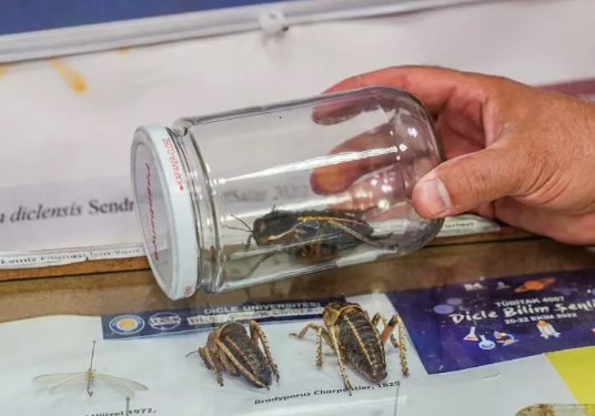 Foto - Şırnakta ortaya çıktı! Hemen incelemeye alındı