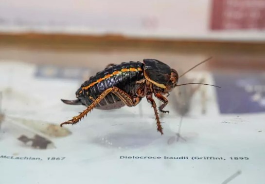 Foto - Şırnakta ortaya çıktı! Hemen incelemeye alındı