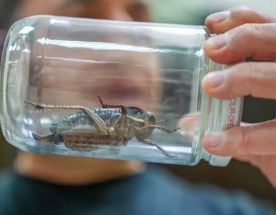 Foto - Şırnakta ortaya çıktı! Hemen incelemeye alındı
