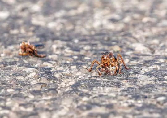 Foto - Şırnakta ortaya çıktı! Hemen incelemeye alındı