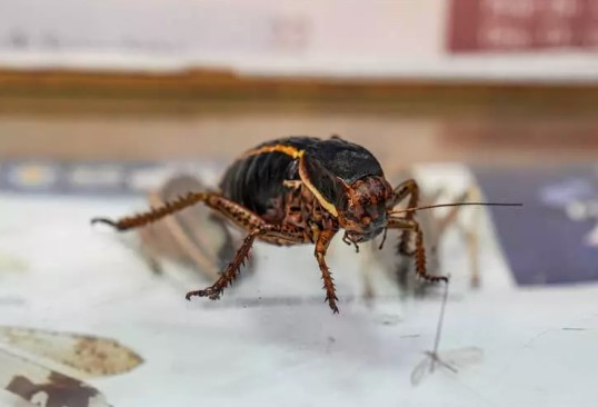 Foto - Şırnakta ortaya çıktı! Hemen incelemeye alındı