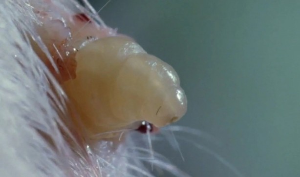 Foto - Sırtından çıkanlar görenleri şaşkına çevirdi! Sivilce zannettiği yaradan bakın ne çıktı