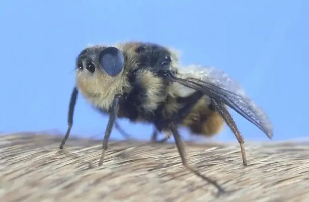Foto - Sırtından çıkanlar görenleri şaşkına çevirdi! Sivilce zannettiği yaradan bakın ne çıktı